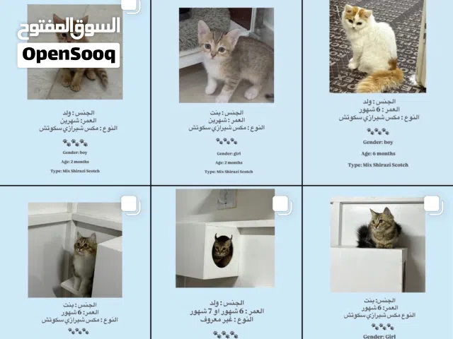 قطط للبيع مكس سكوتش شيرازي