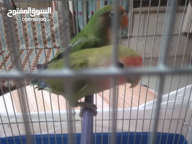 ببغاء روز اخضر جوز بسعر مناسب