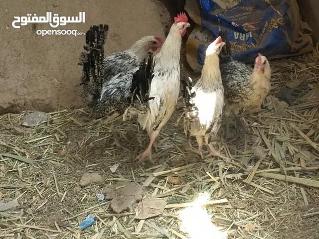 ديوجة برانكلز