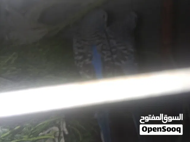 للبيع جوز وفي الون البيض السعر 200درهم فقط 400مع القفص التوصل خاص
