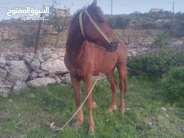 حصان للبيع