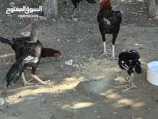 دجاج باكستاني اصيل بيور