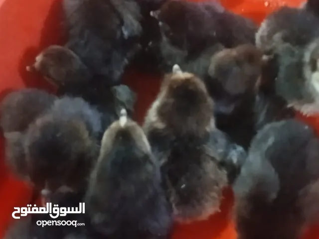 افراخ دجاج للبيع عرب وفيومي