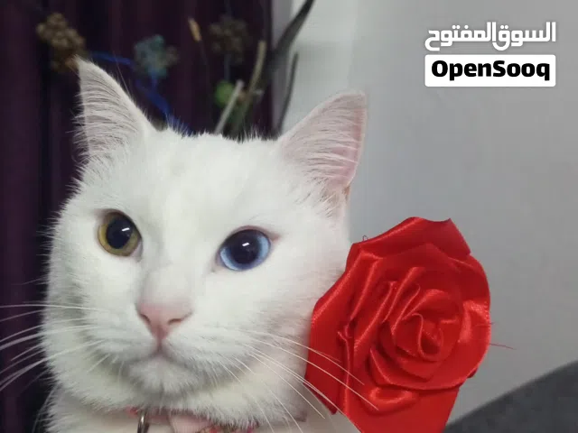 قط شيرازي للبيع عين اصفر و عين ازرق