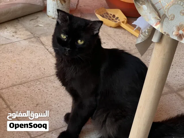 Black male persian cat for adoption