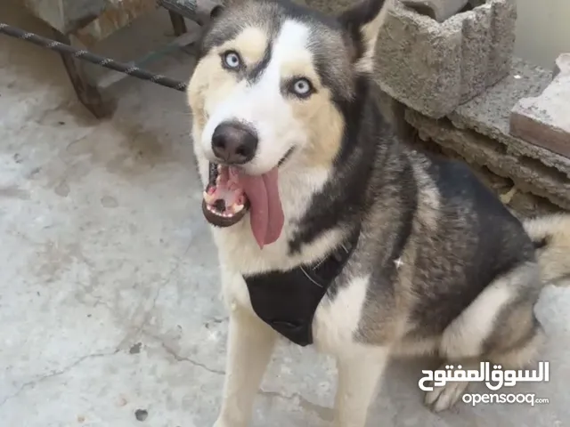 هاسكي العمر سبع شهور