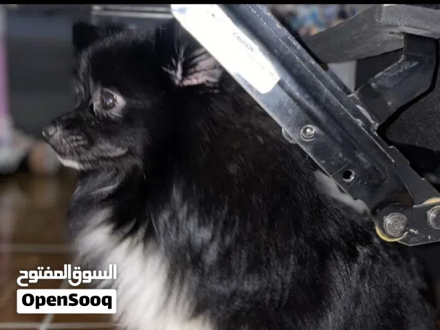 بومرينيان ذكر رانثي