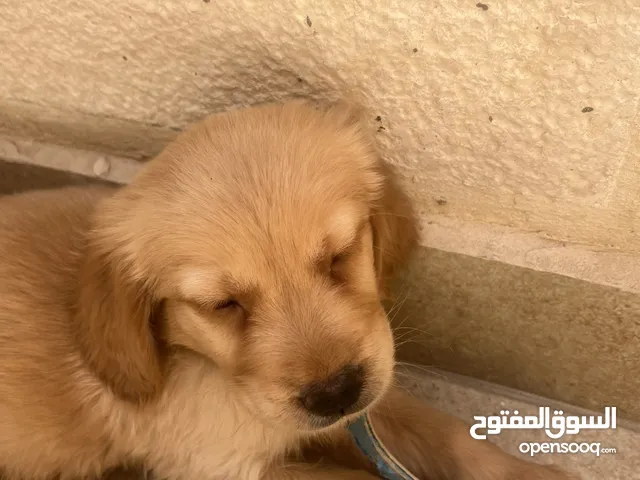 كلب قولدن بيور مش مثل ب سوق سعر حريق pure golden retriever مع كل المطعيم و مايكرو تشيب