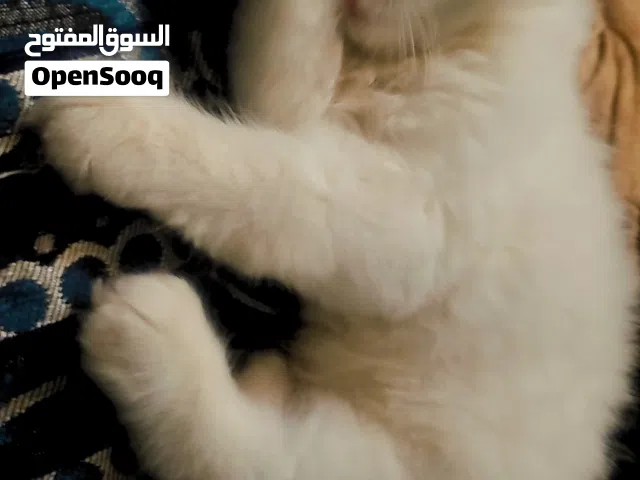 معي 4 قطط شيرازي اصل مروض يجننين