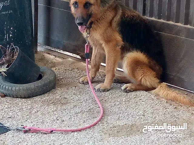 انثي جيرمن شيبرد ورك لاين