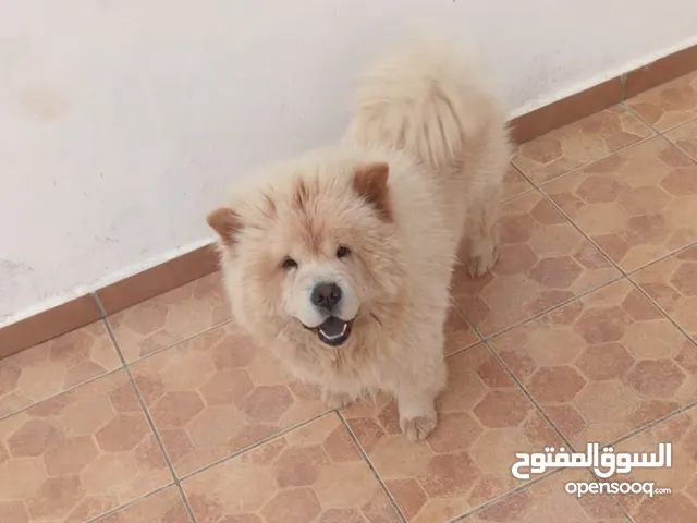 نوع تشاو تشاو