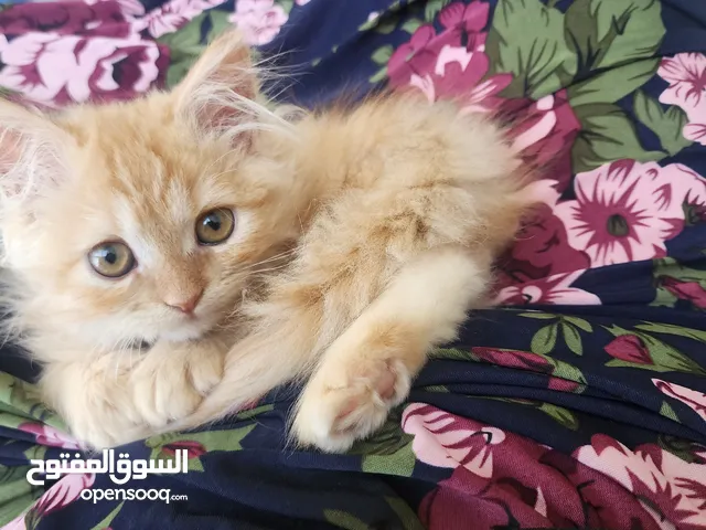 Kitten 3 months for adoption