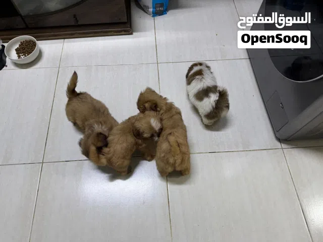 4 Male and 2 Female Puppies Available.