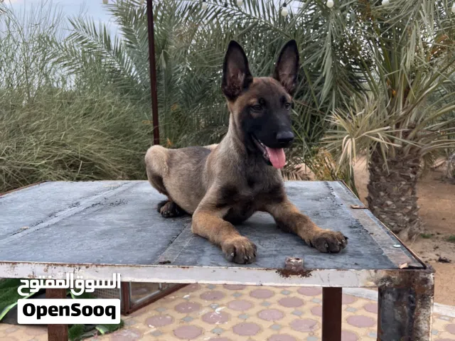 جراء بلجيان مالينوا  Belgian malinois puppies