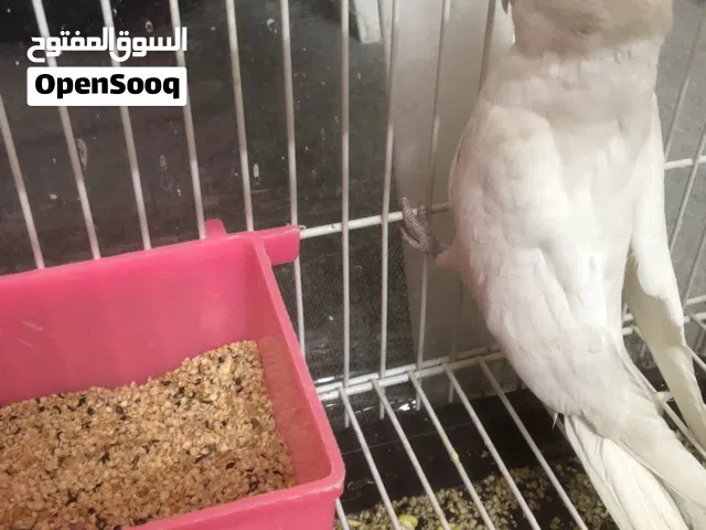 طيور كوكتيل وكنار