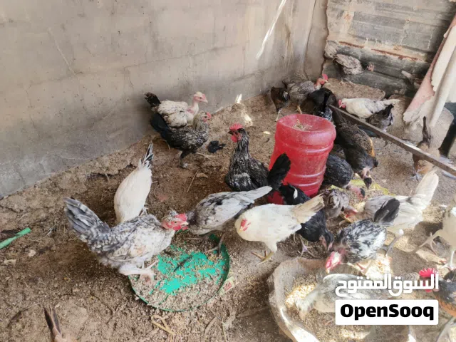 دجاج عرب و دندراوي وكويتي عمر 3 اشهر