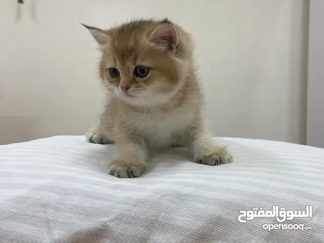 قطة ny جميلة ولعوبة ny cat so beautiful