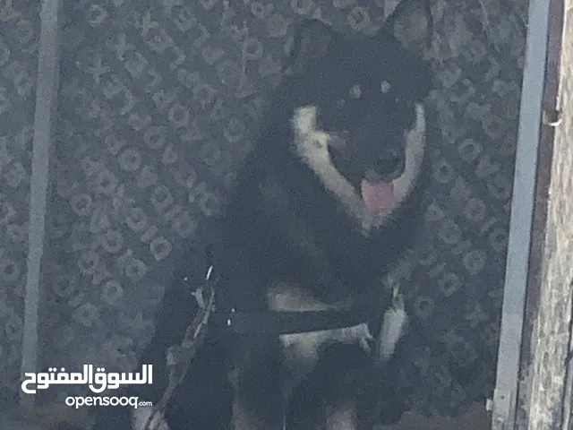 جيرمن للبيع