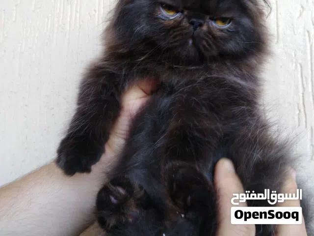 قط ذكر بيكي فيس