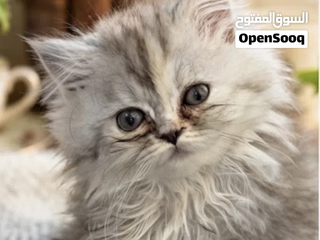 Shiriazy Kittens For Sell