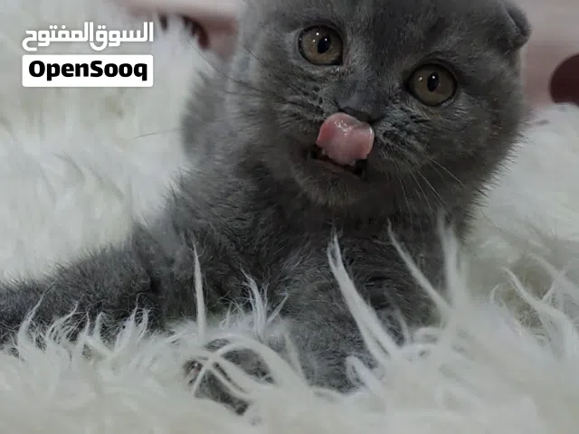 قطط ذكر وانثى لعوبين ونقيين للبيع