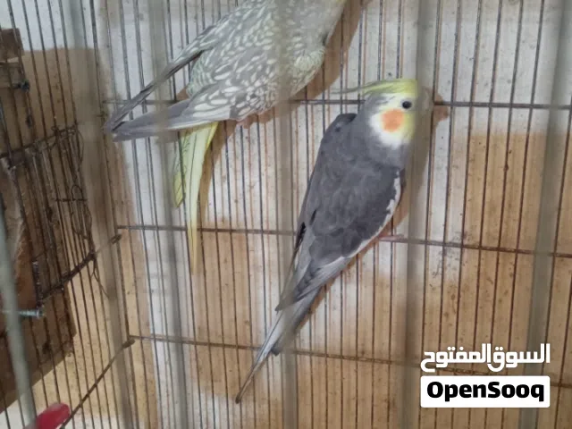 جوز كوكتيل الطيره ازابيل والفحل سكني ابو فراخ