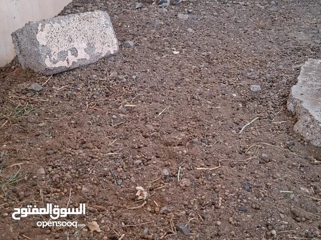 انثه بصحه ممتازه