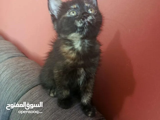 للتبني قطط سكوتش مكس