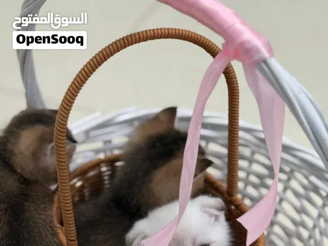 قطط للبيع سكوتش فولد
