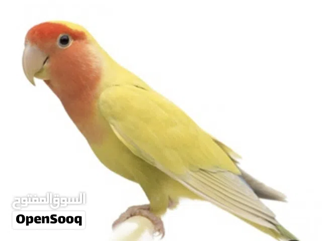 جوز روز أهالي فراخ+فحلين كوكتيل أهالي فراخ