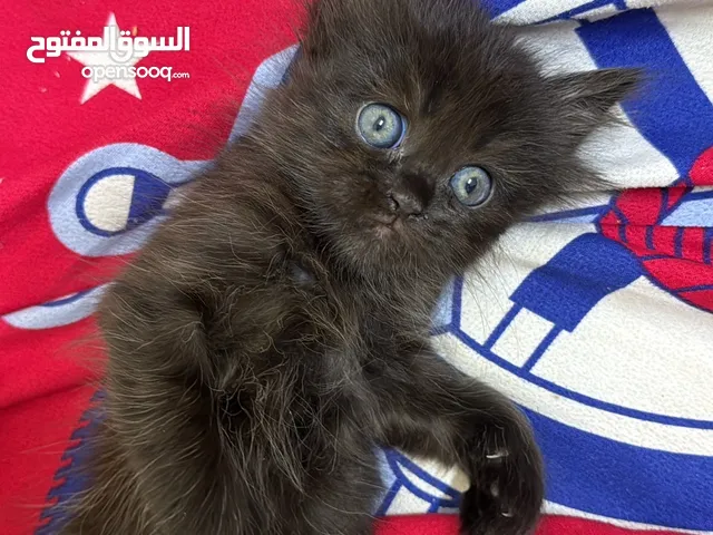 2 kittens persian قطتين شيرازي