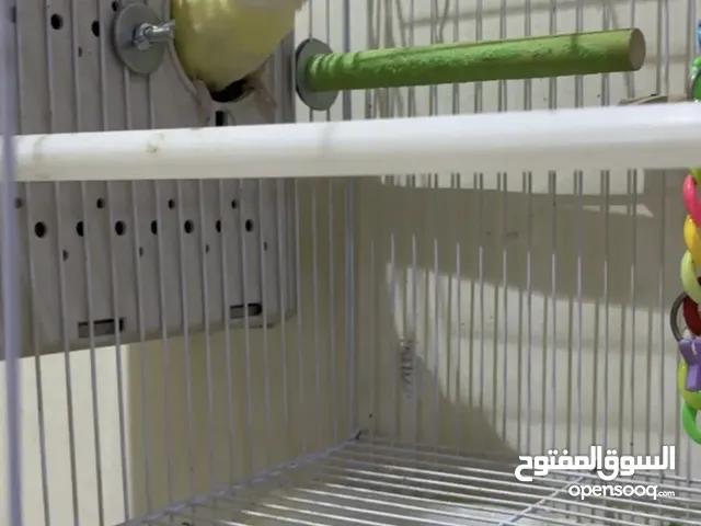 زوج روز منتج مع البيض