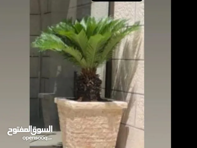 قواوير زريعة حجر طبيعي.