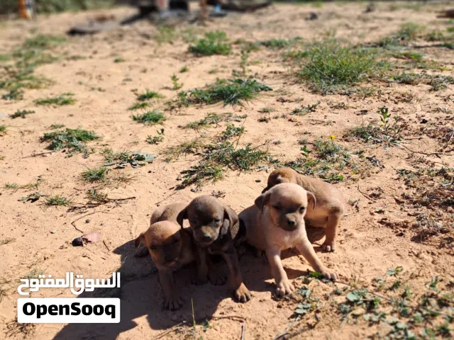 متوفر كلاب شيواوا للبيع..... اقرأ الوصف