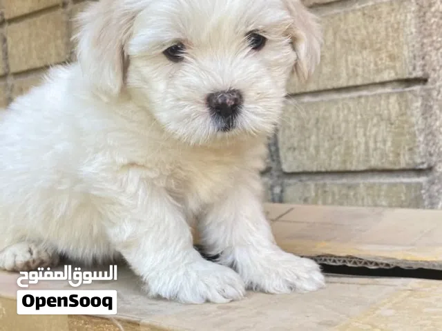 مجموعة كلاب تيرير فرنسي عمر اقل الشهرين
