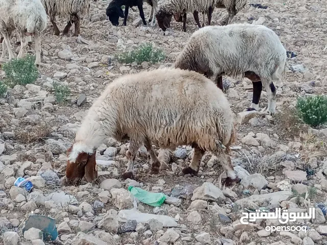 نبدأ بابصلاة على النبي عروووض حتى نفاذ الكمية يوجد حلال بلدي عقائق - نذر -فدوة -لجميع المناسبات ال