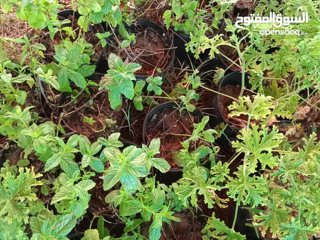 شتلات عطر ونعناع 3ب 10 أي كمية