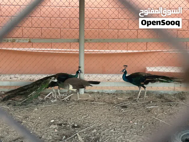 Peacocks for sale