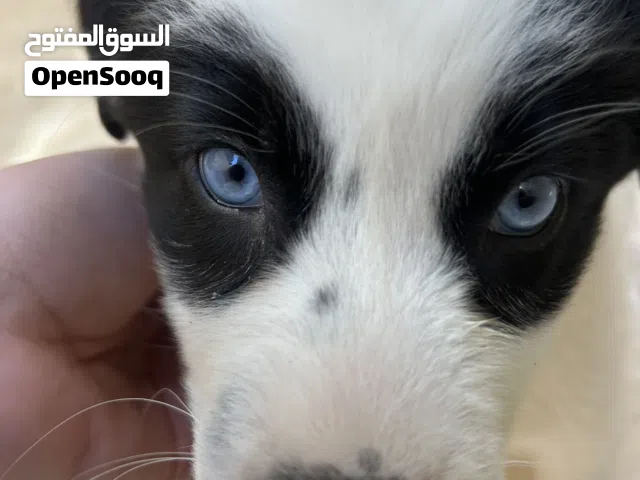 جراوو صغار العمر شهرين