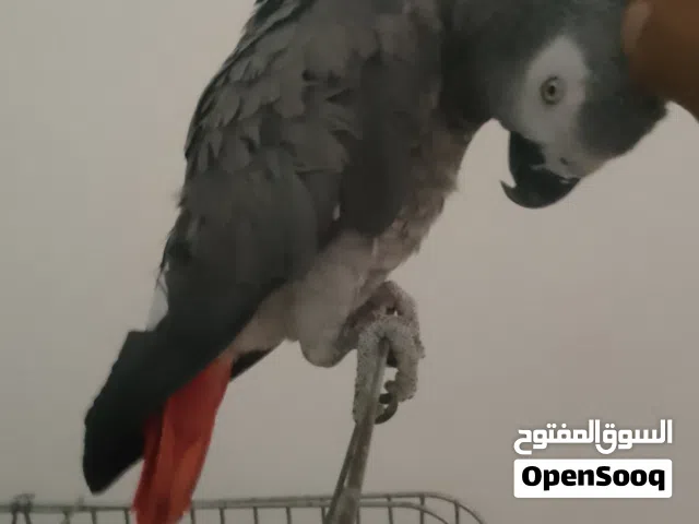 السلام عليكم ببغاء زنجباري