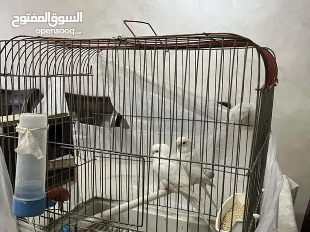 جوز عصافير مع قفص بسعر حرق
