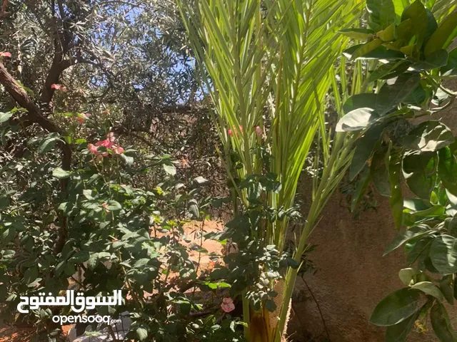 نخلتين كبار للبيع