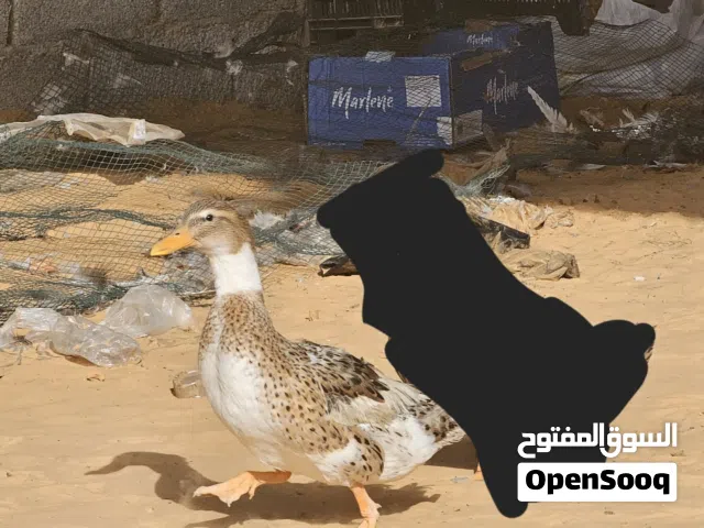 السلام عليكم بطة زينة للبيع العمر حوالي سنة حاجة تبارك الرحمان