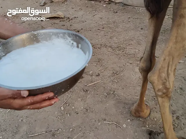 عزوف بكر ناجة حليب هاديه على الاخر