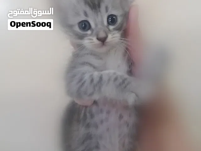 قطط بريطانية طويلة الشعر للتبني