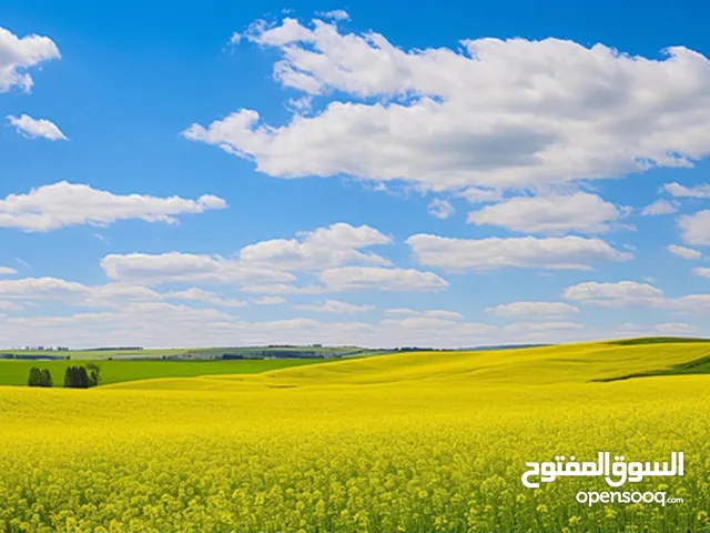 قطعة ارض مستوية للبناء السكني في لوزة - الخليل