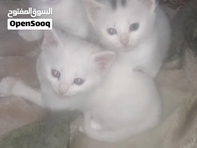قطط للبيع عمر شهرين