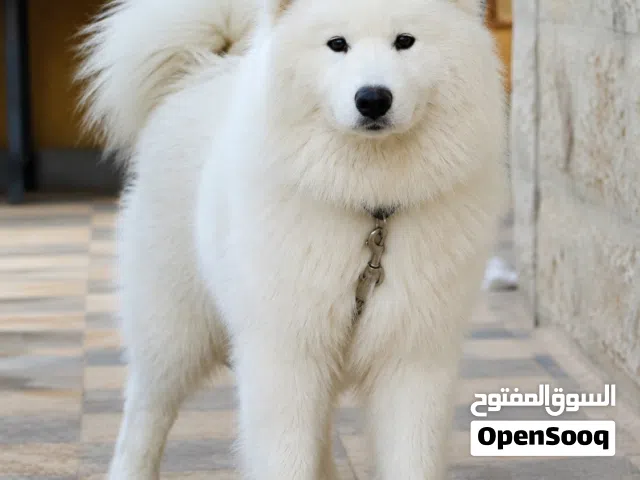 للبيع أنثى سامويد مستوردة