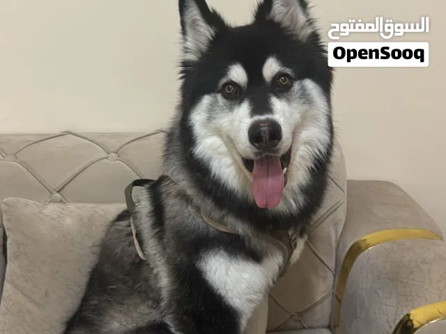 Alaskan Malamute