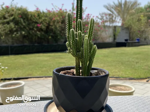صبار للبيع بالأحجام Cacti for sale in sizes